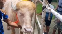 Viral Kerbau Albino Mirip Donald Trump Jadi Tontonan Warga Bangladesh