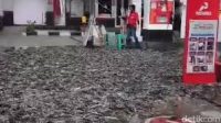 Muatan Ribuan Lele Tumpah di SPBU Cokro Klaten Saat Mobil Isi Angin