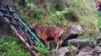 Viral Pendaki Bawa Sapi ke Gunung Rinjani, Balai TNGR Ungkap Fakta Sebenarnya