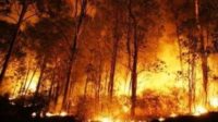 Karhutla Diduga Dikendalikan, Bareskrim Telusuri Pemodal di Balik 71 Tersangka
