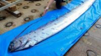 Viral! Oarfish 4 Meter Ditemukan Mati di Pantai Pink Lombok Timur, Disebut Ikan 'Kiamat'